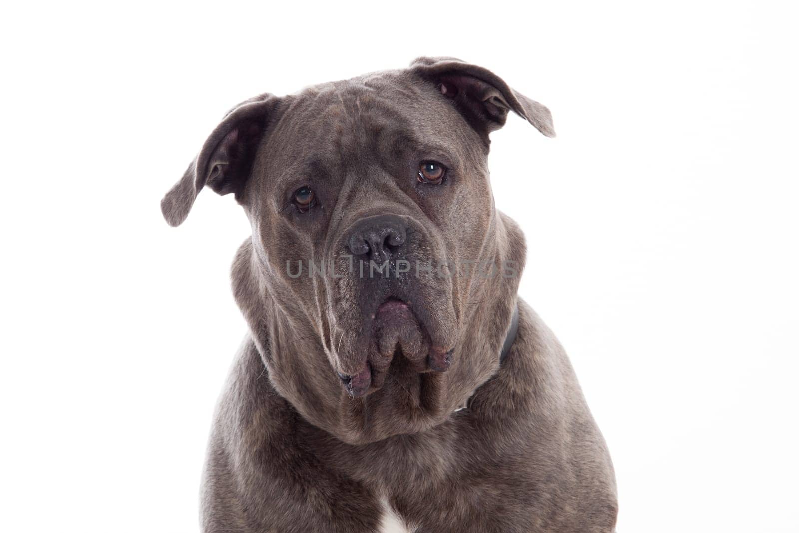 Happy dog photographed in the studio on a white background