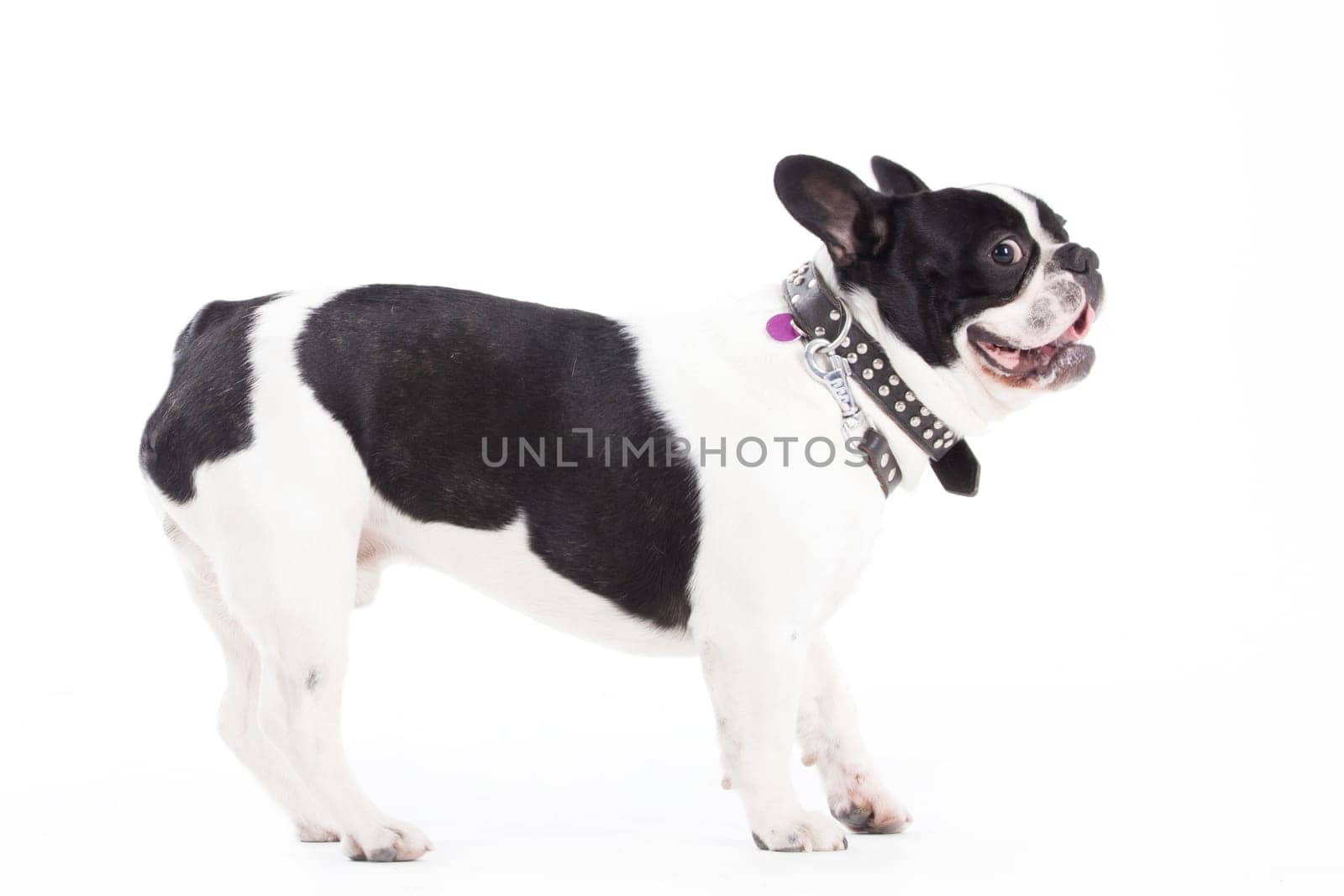 Happy dog photographed in the studio on a white background