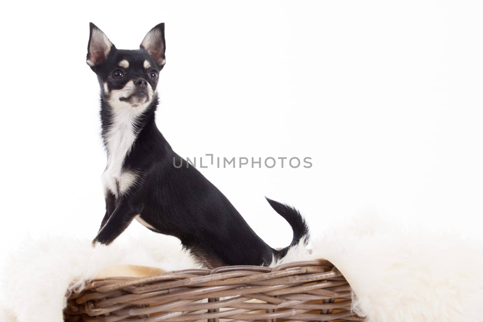Happy dog photographed in the studio on a white background