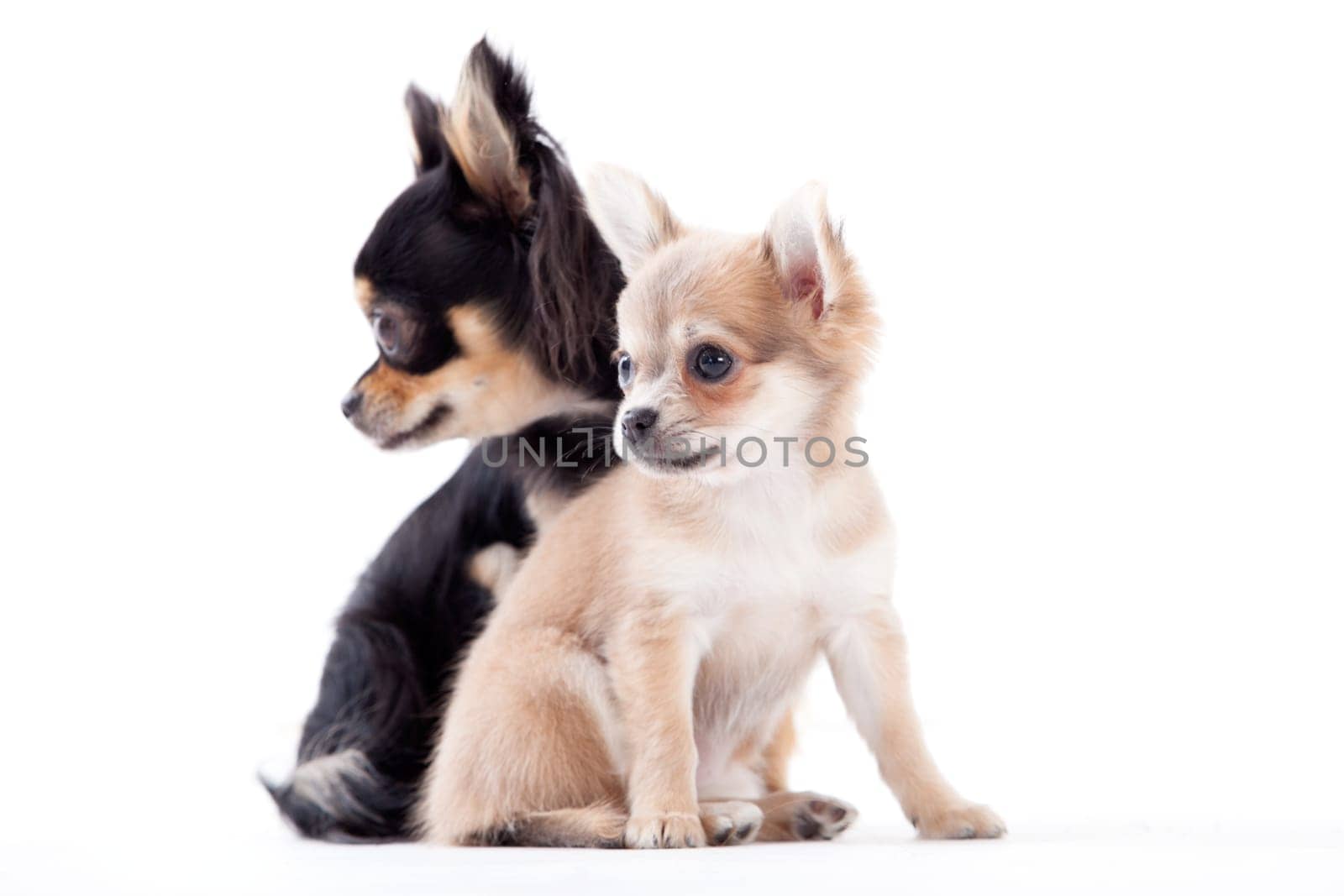 Happy dog photographed in the studio on a white background