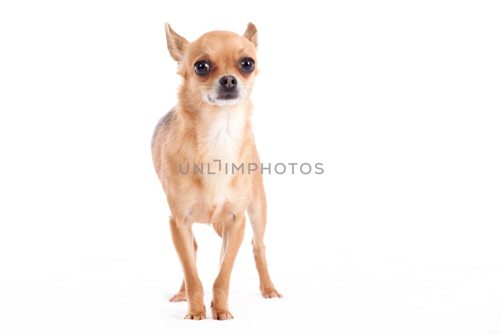 Happy dog photographed in the studio on a white background