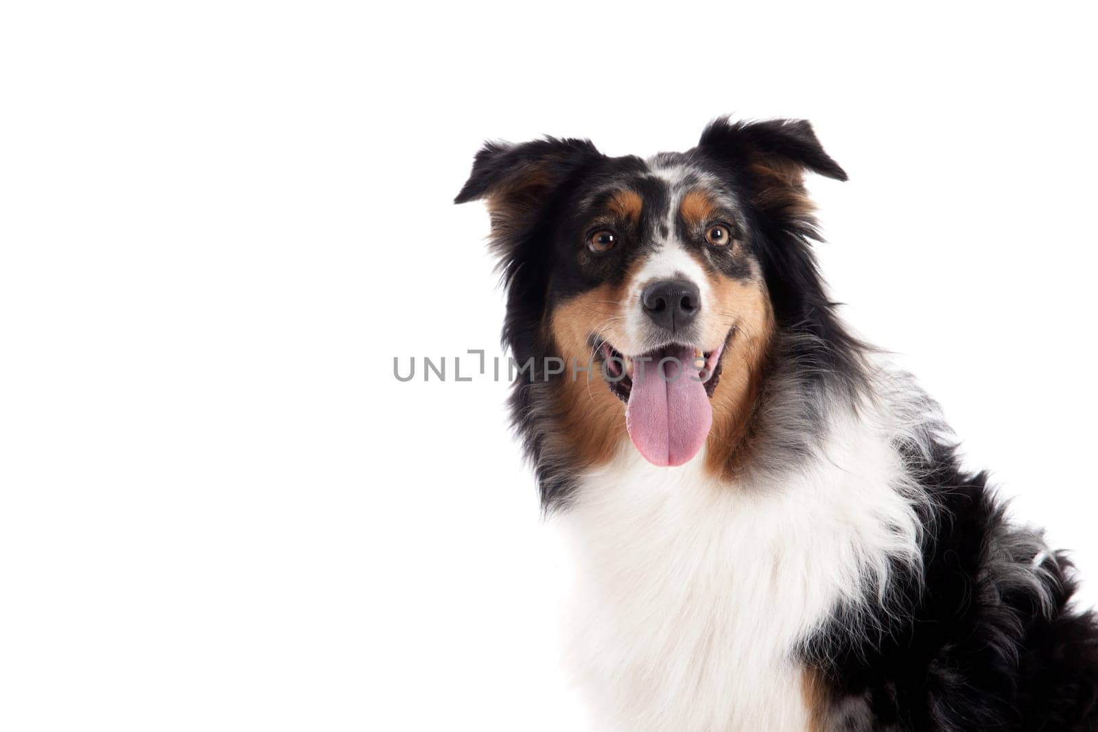Happy dog photographed in the studio on a white background