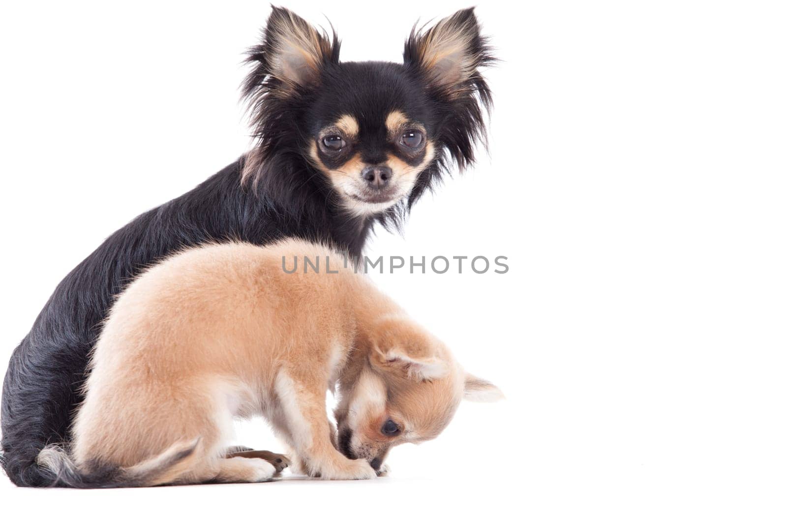 Happy dog photographed in the studio on a white background