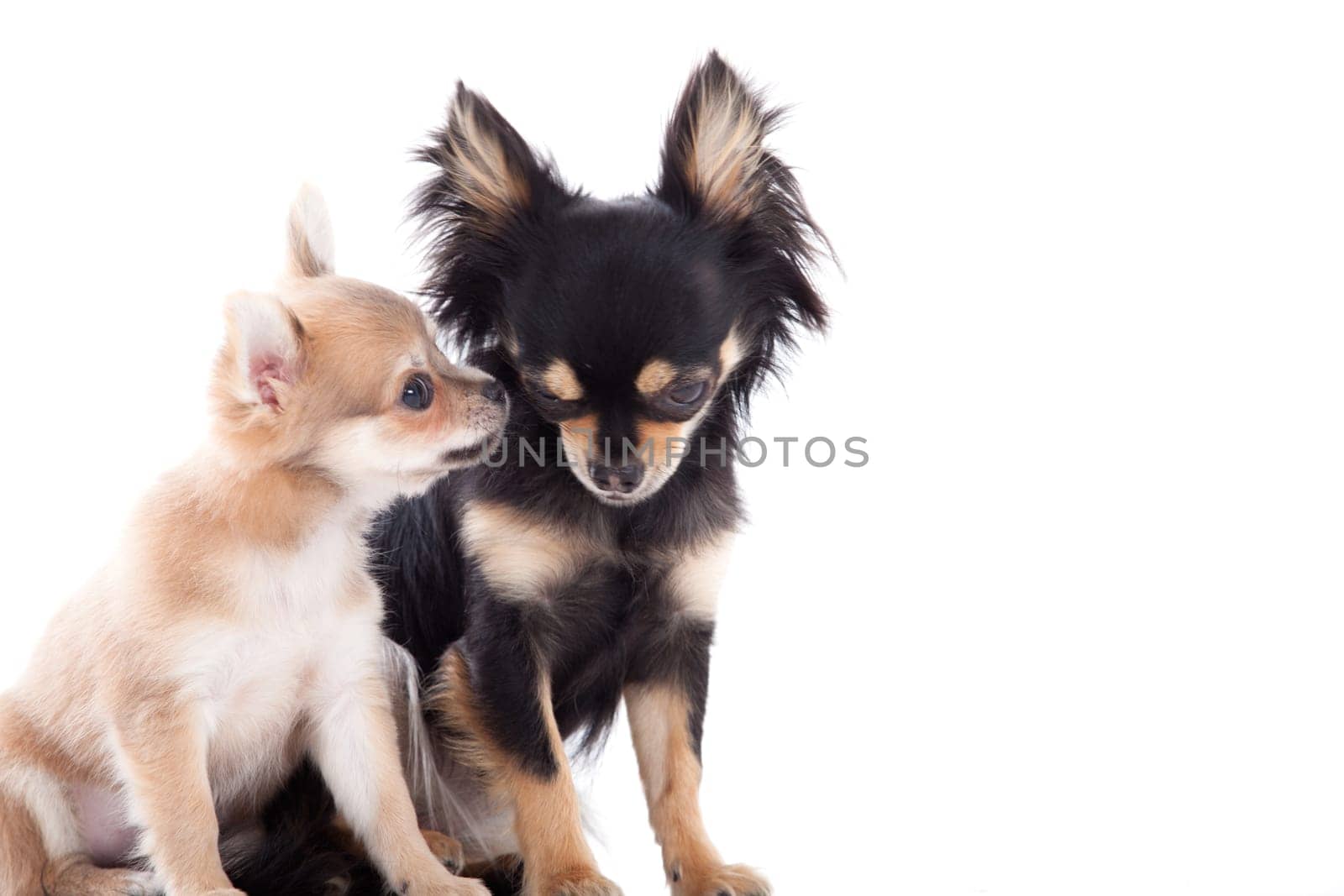 Happy dog photographed in the studio on a white background