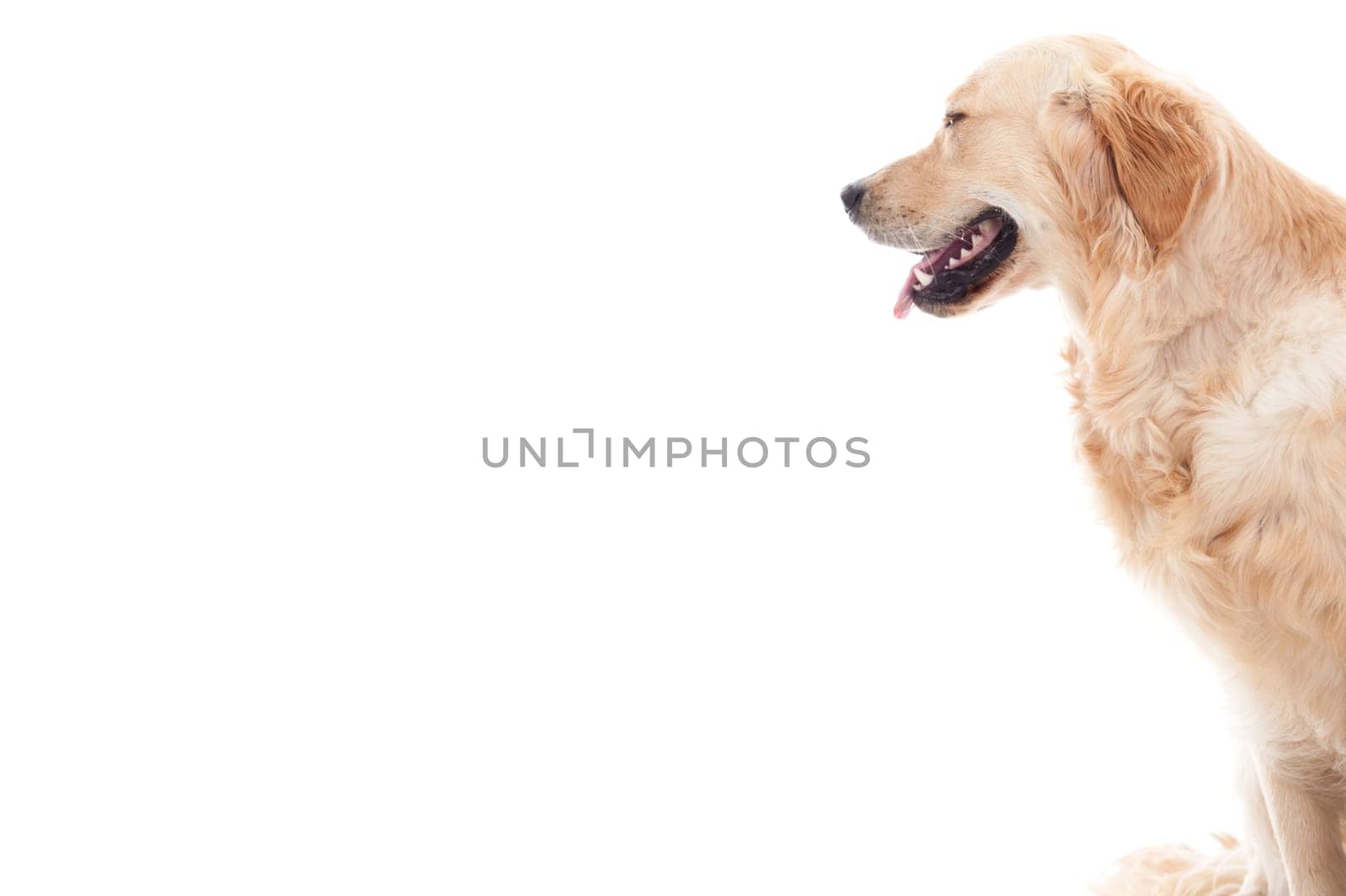 Happy dog photographed in the studio on a white background