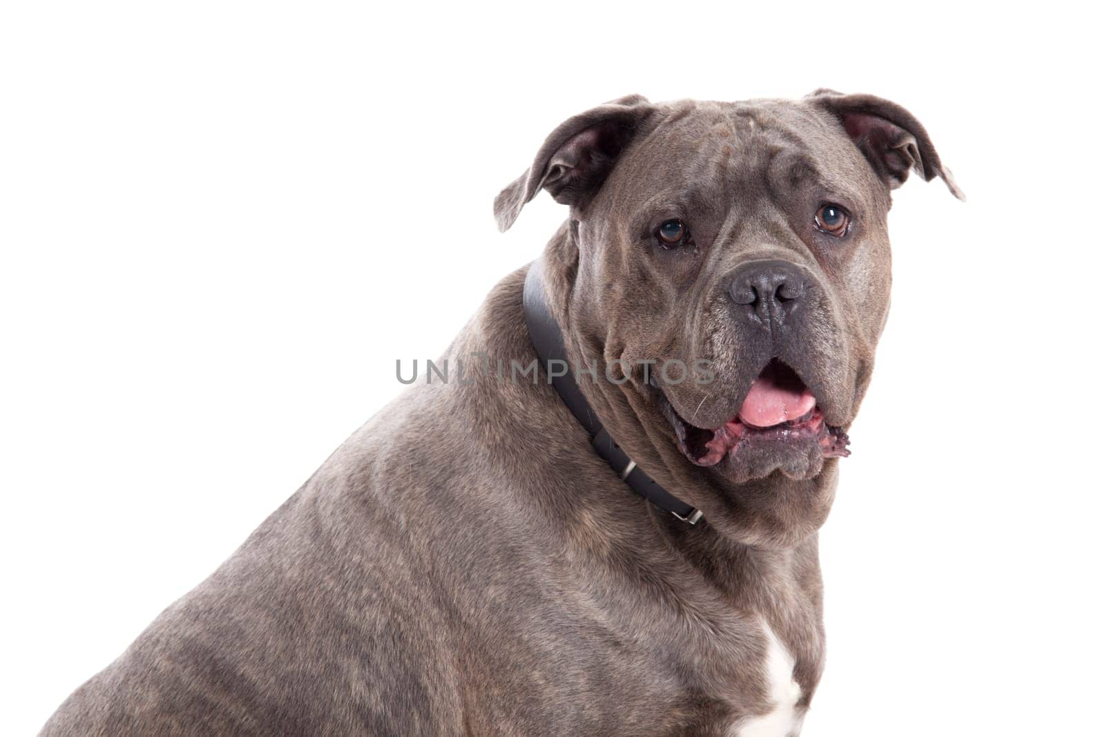 Happy dog photographed in the studio on a white background