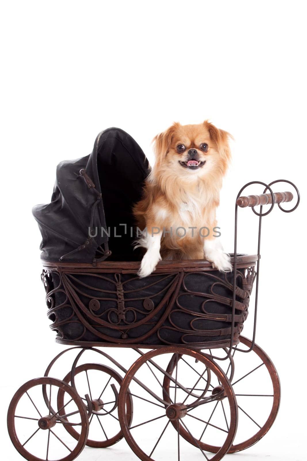 Happy dog photographed in the studio on a white background