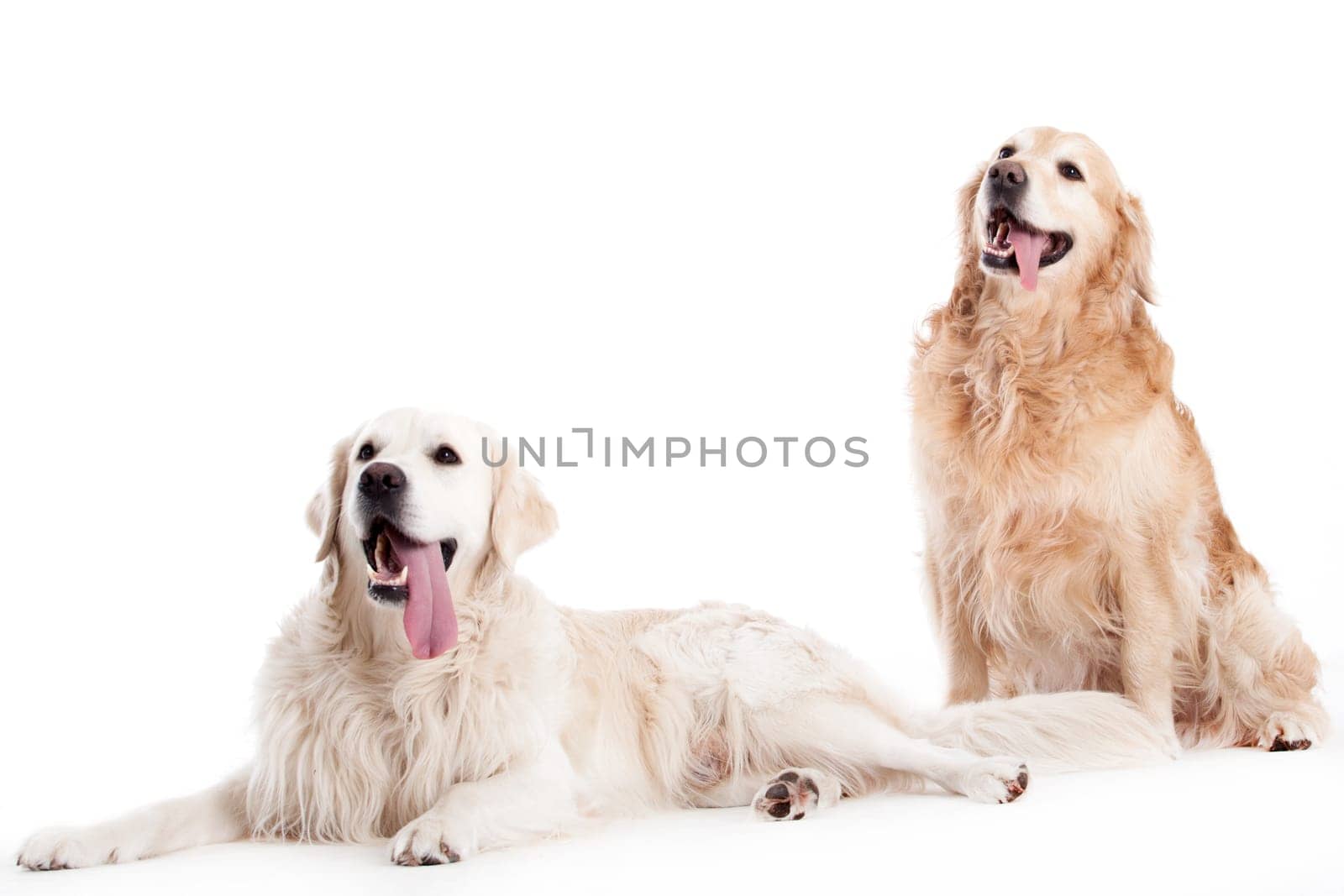 Happy dog photographed in the studio on a white background