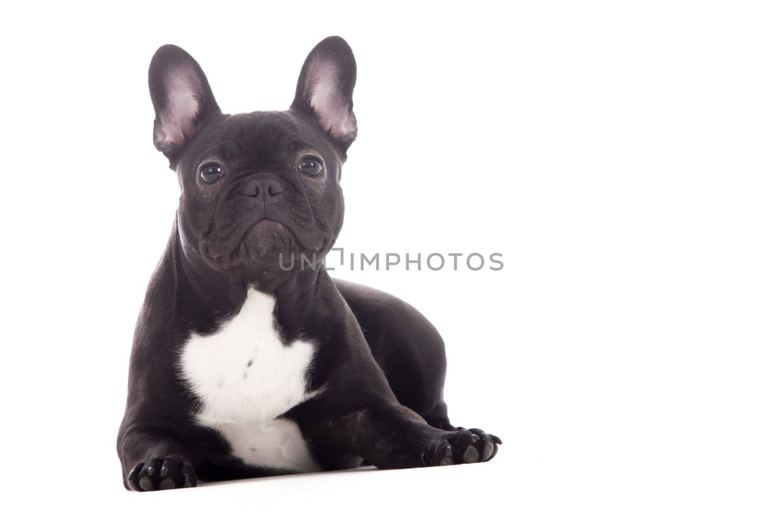 Happy dog photographed in the studio on a white background