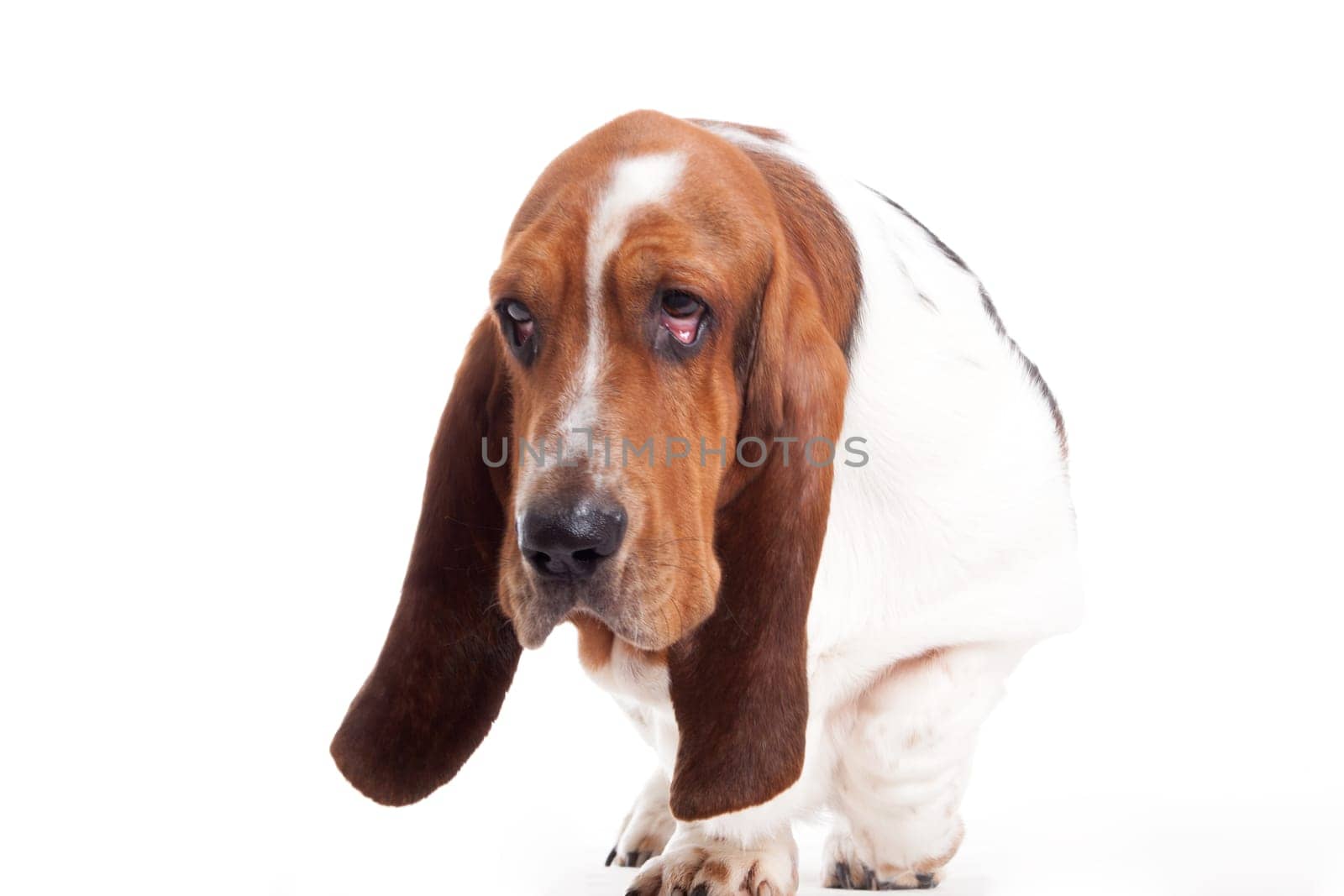 Happy dog photographed in the studio on a white background