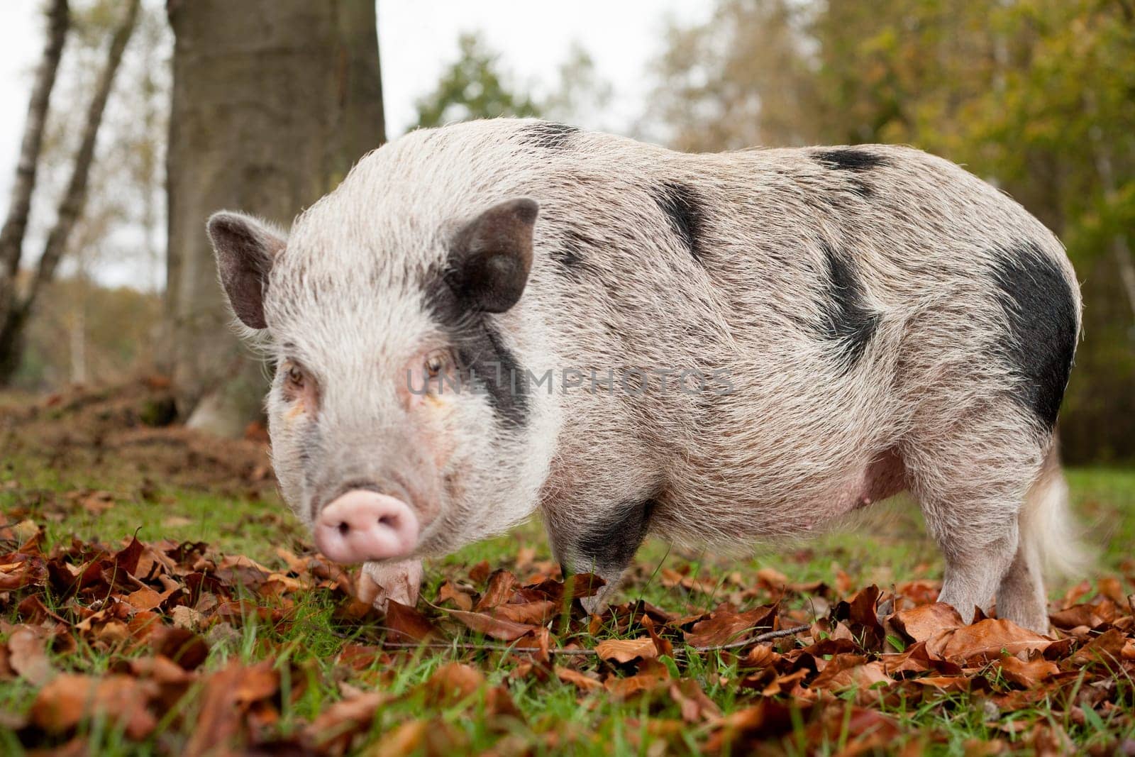 Little pig in the autumn