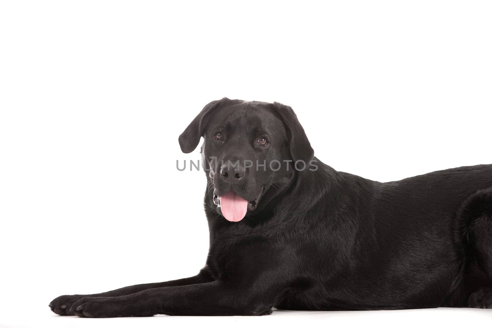 Happy dog photographed in the studio on a white background