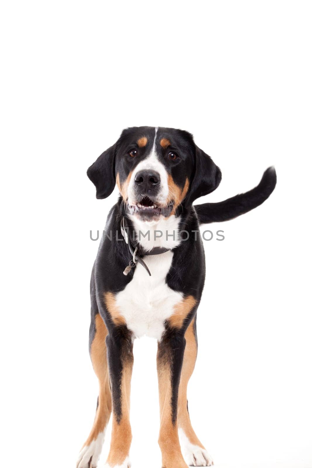 Happy dog photographed in the studio on a white background