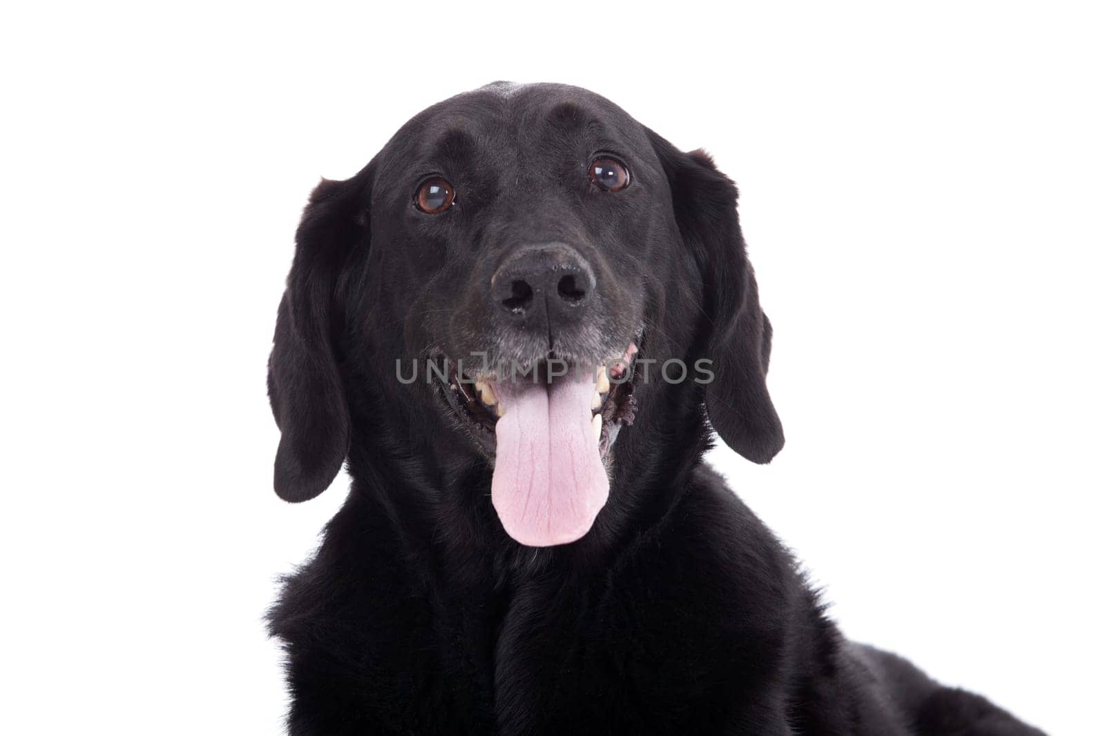 Happy dog photographed in the studio on a white background