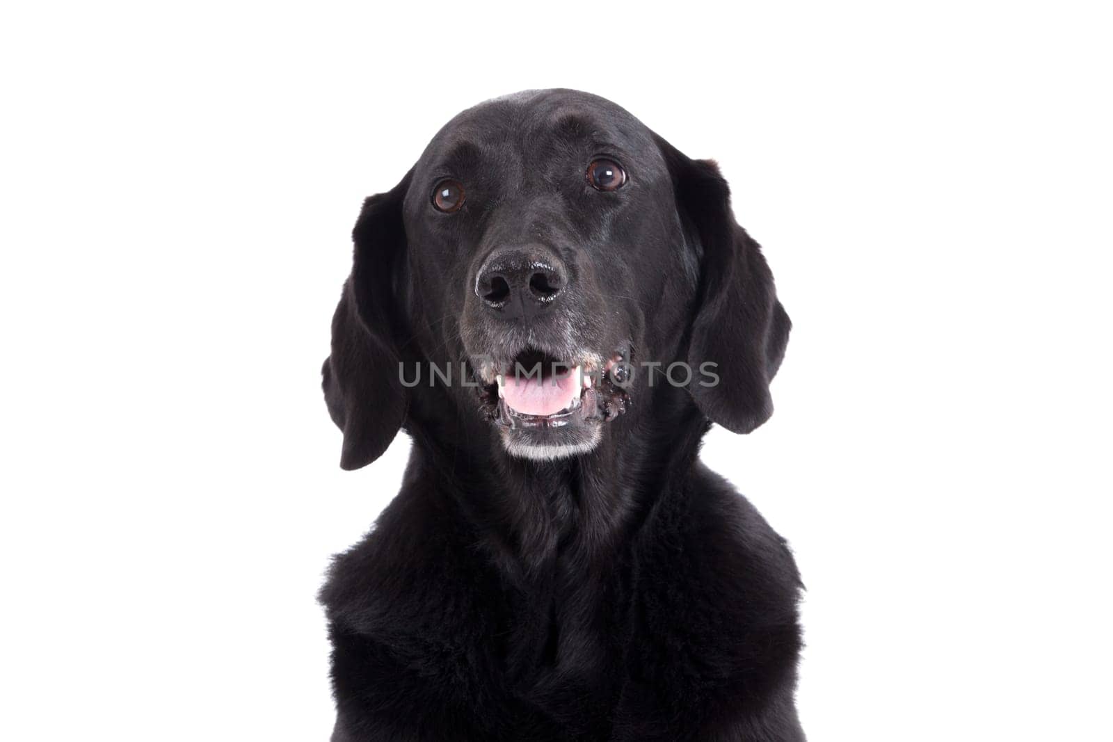 Happy dog photographed in the studio on a white background