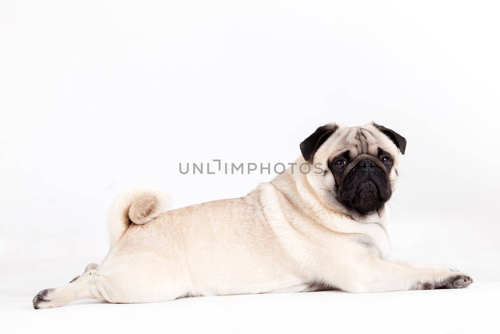 Happy dog photographed in the studio on a white background