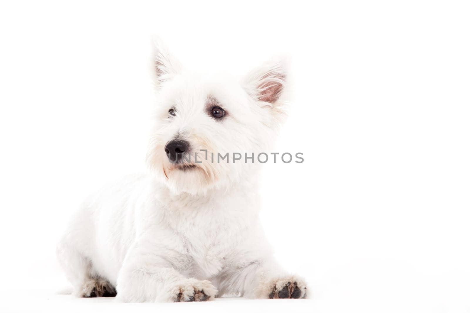 Happy dog photographed in the studio on a white background