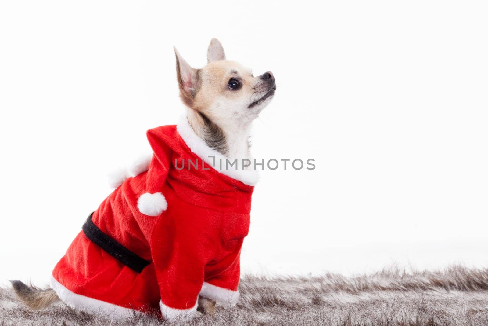 Happy dog photographed in the studio on a white background