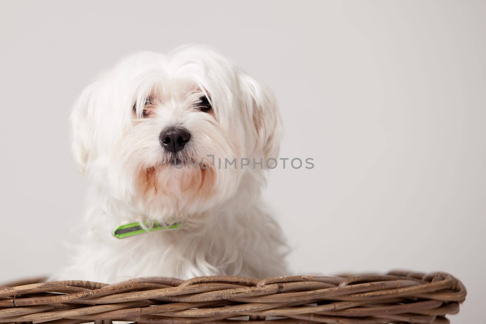 Happy dog photographed in the studio on a white background