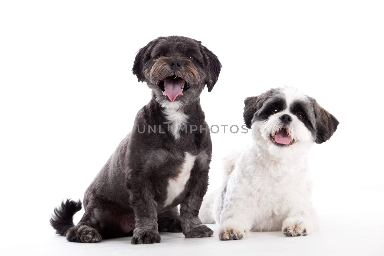 Happy dog photographed in the studio on a white background