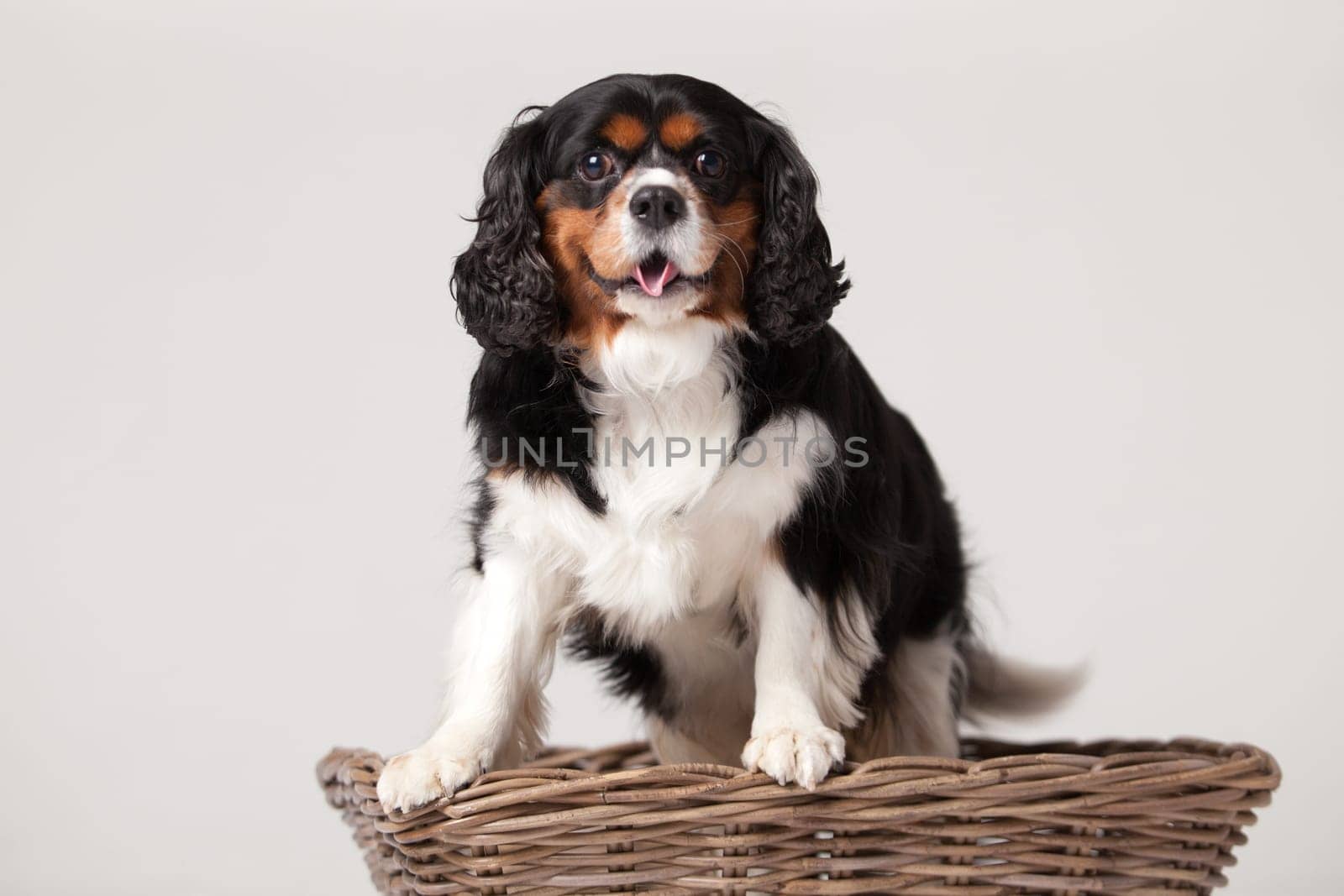 Happy dog photographed in the studio on a white background