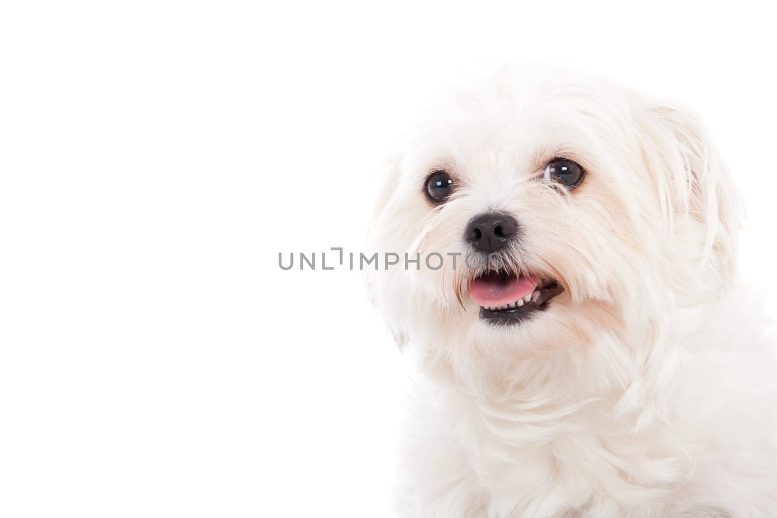 Happy dog photographed in the studio on a white background