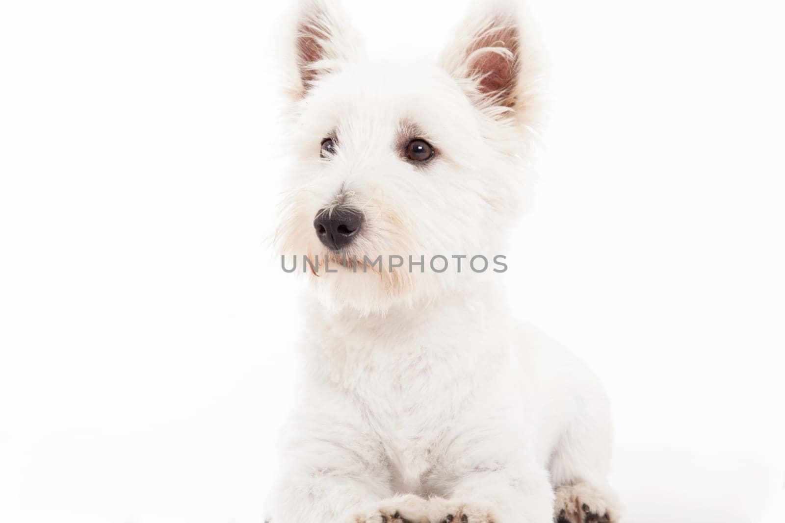 Happy dog photographed in the studio on a white background