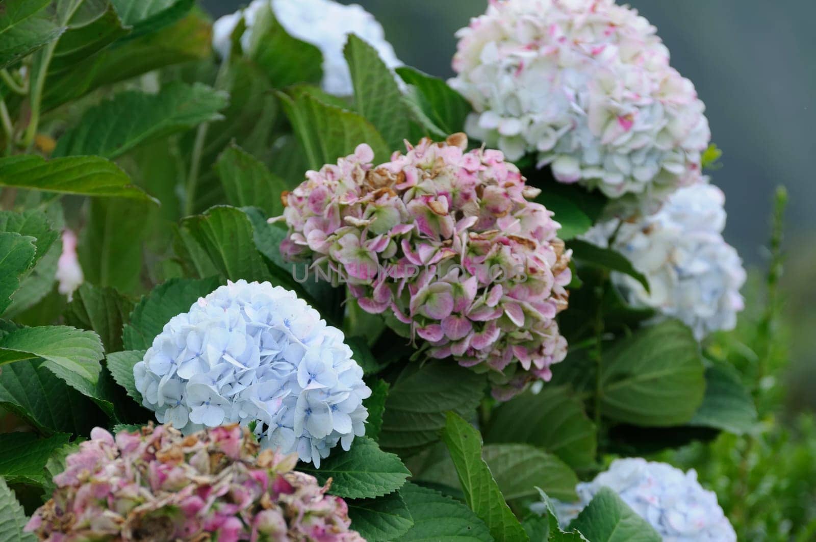 wild growing garden hortensias on sao miguel,azoren