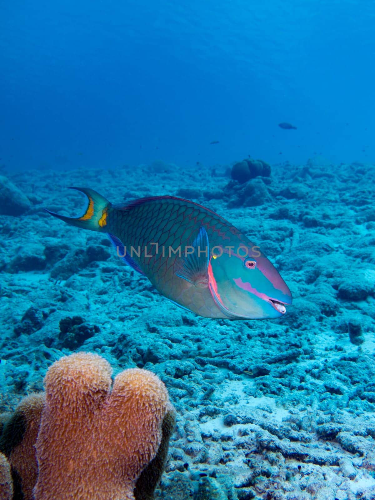 A Stoplight Parrotfish in the tropical waters of Bonaire in the Caribbean