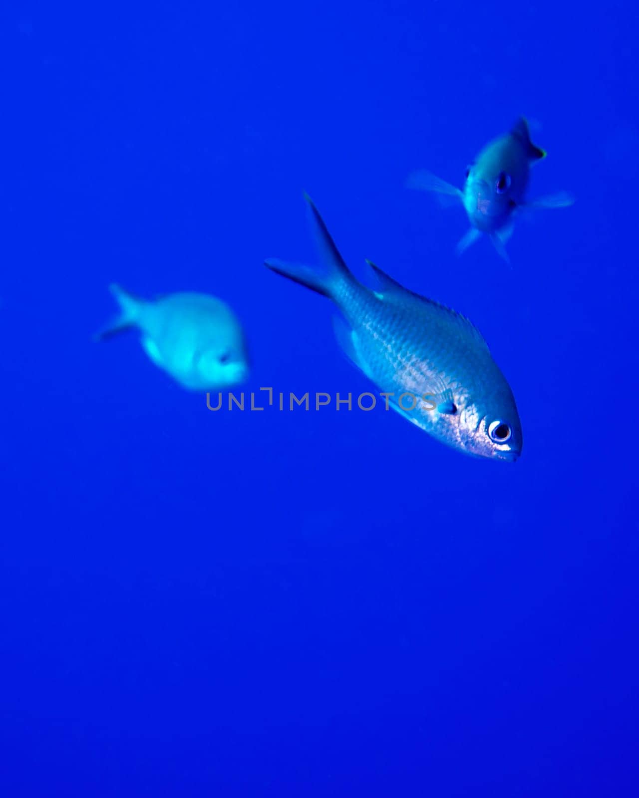 A group of Blue Chromis in the warm tropical waters of Bonaire in the Caribbean