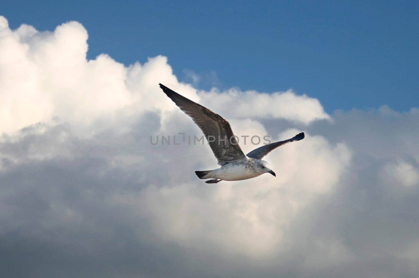 One seagull over cloudy blue sky flying, atlantic coast, Spain