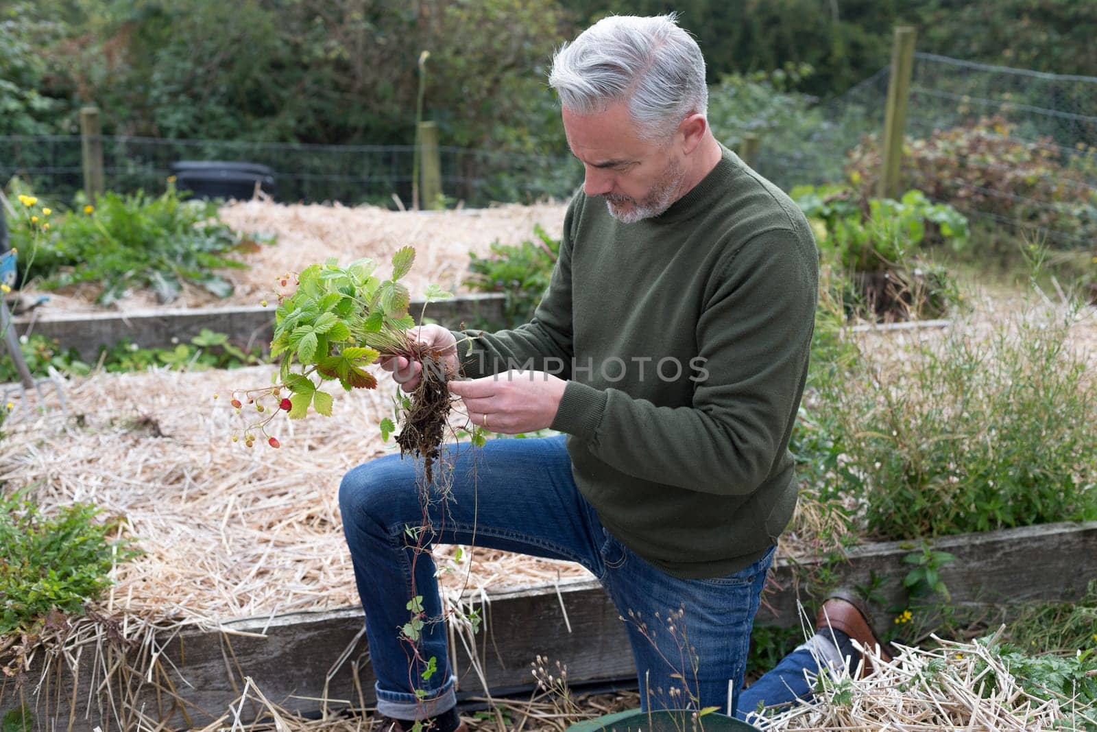 Man planting strawberries in his allotment