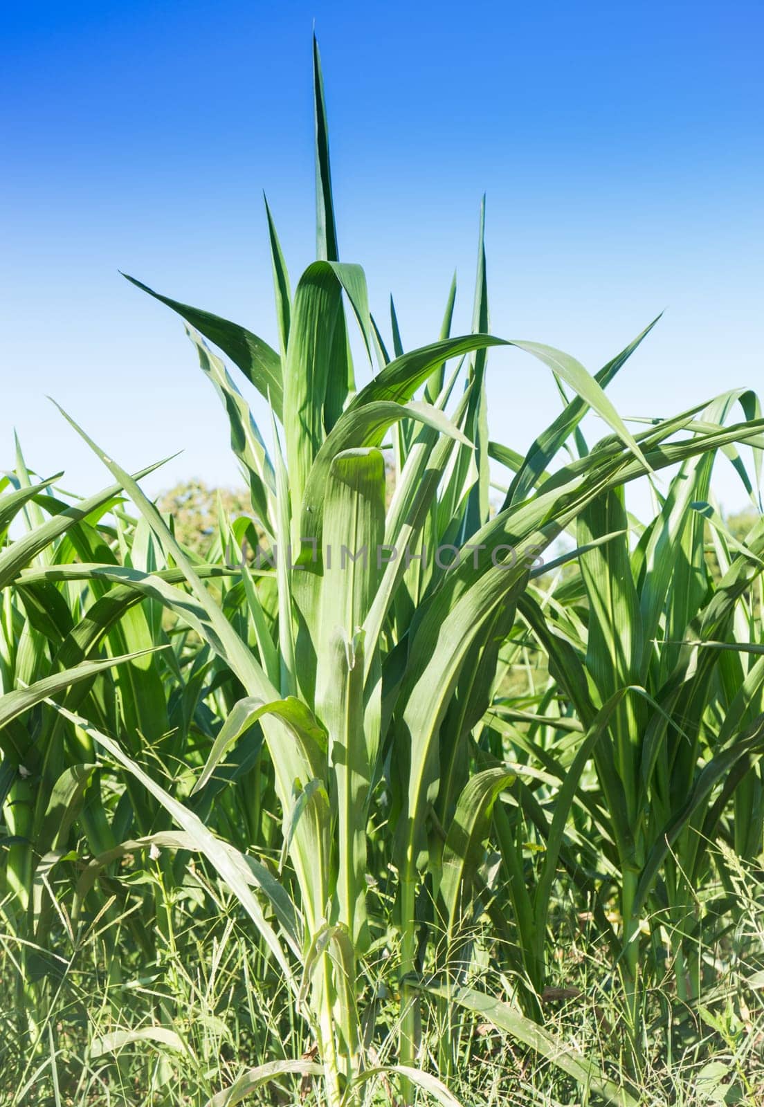 Corn field with blue sky, stock photo