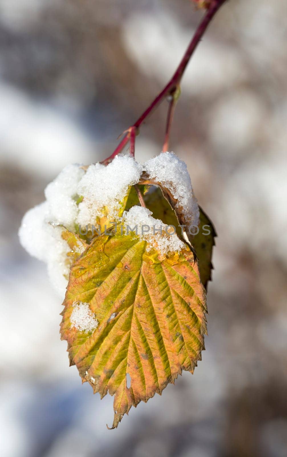 Leaves Covered in Snow close up macro image.