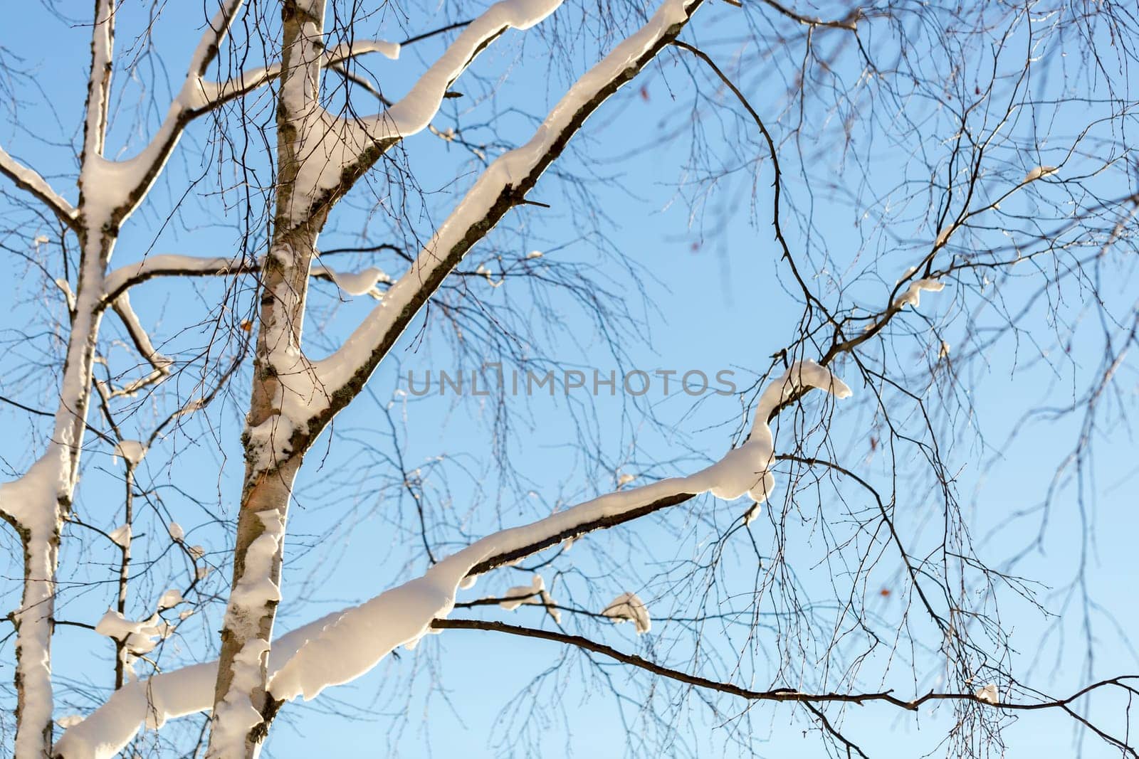 Snow Covered Birch Tree with a clear blue sky behind it.