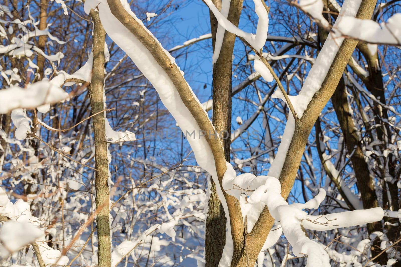 Tree Covered in Snow with a clear blue sky behind.
