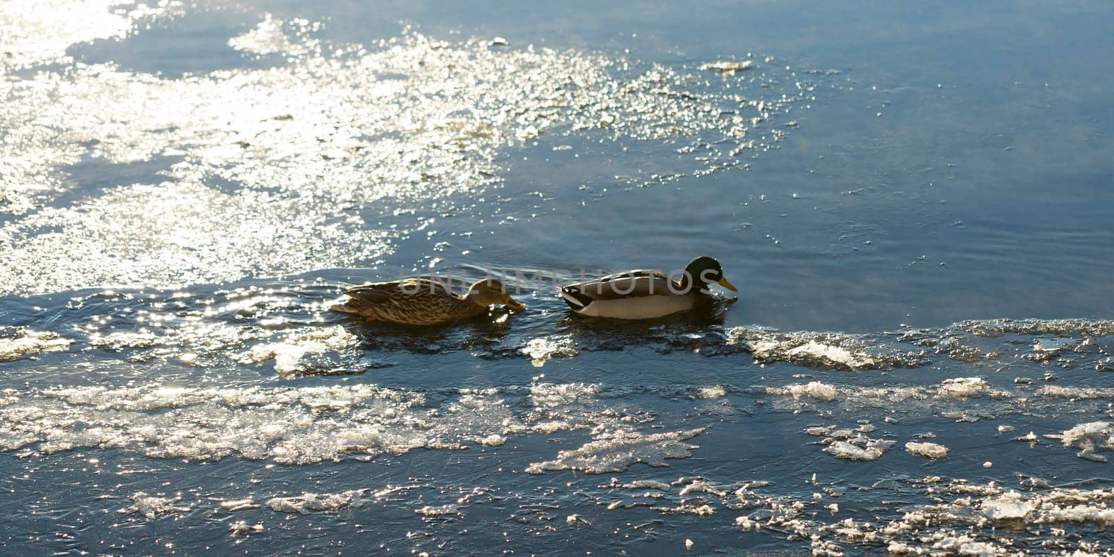 Mallards in Icy River with some mist.