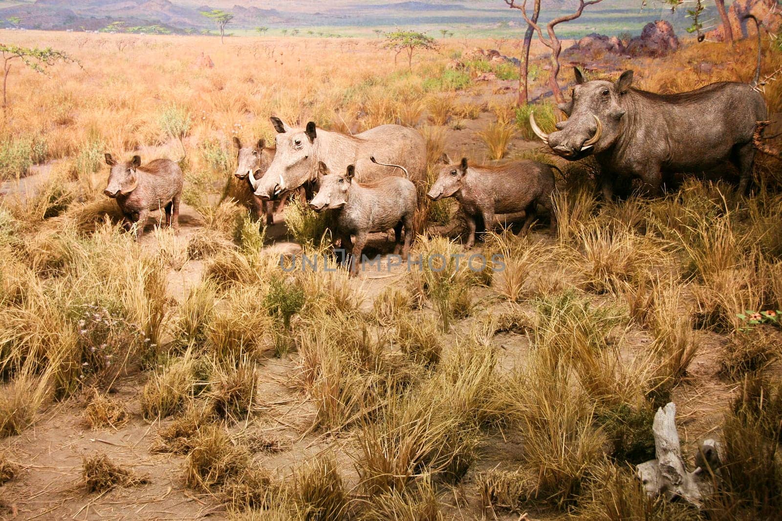 Image of warthog family standing in dry bush looking for food. Diorama