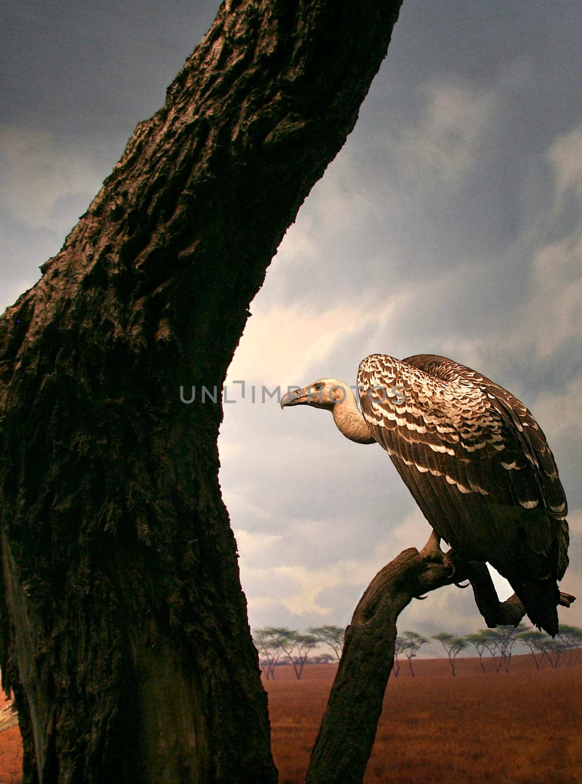 Agrican Vulture in a tree sitting at sunset. Diorama