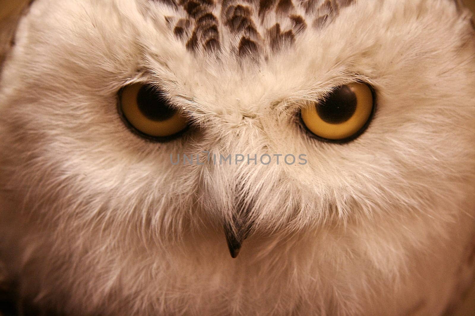 Closeup snow owl with big eyes.  A symbol of wisdom. Nictea scandiaca.Diorama