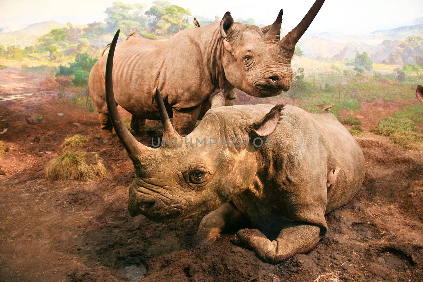 A couple of white rhinos lying in a muddy field. Diorama