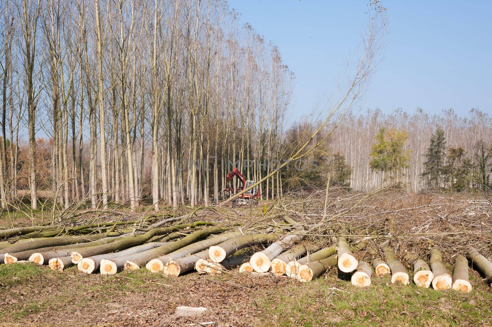 Cutting a forest of poplars