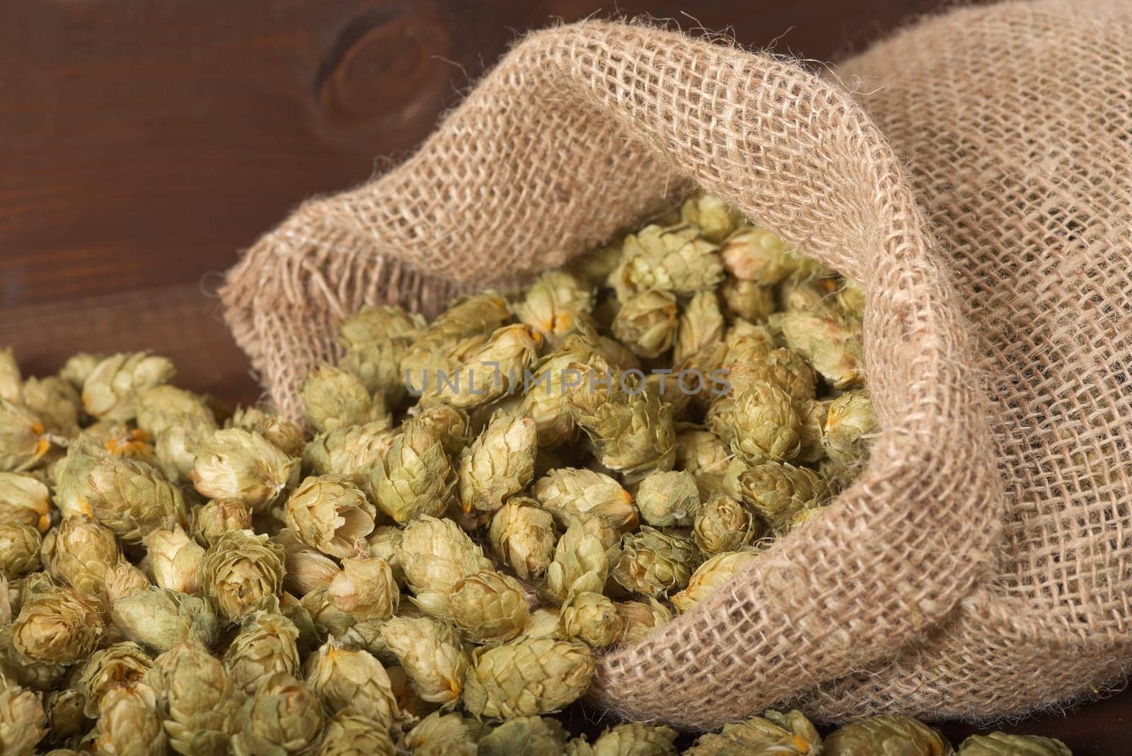 many dried hop cones in jute sack on old wooden boards