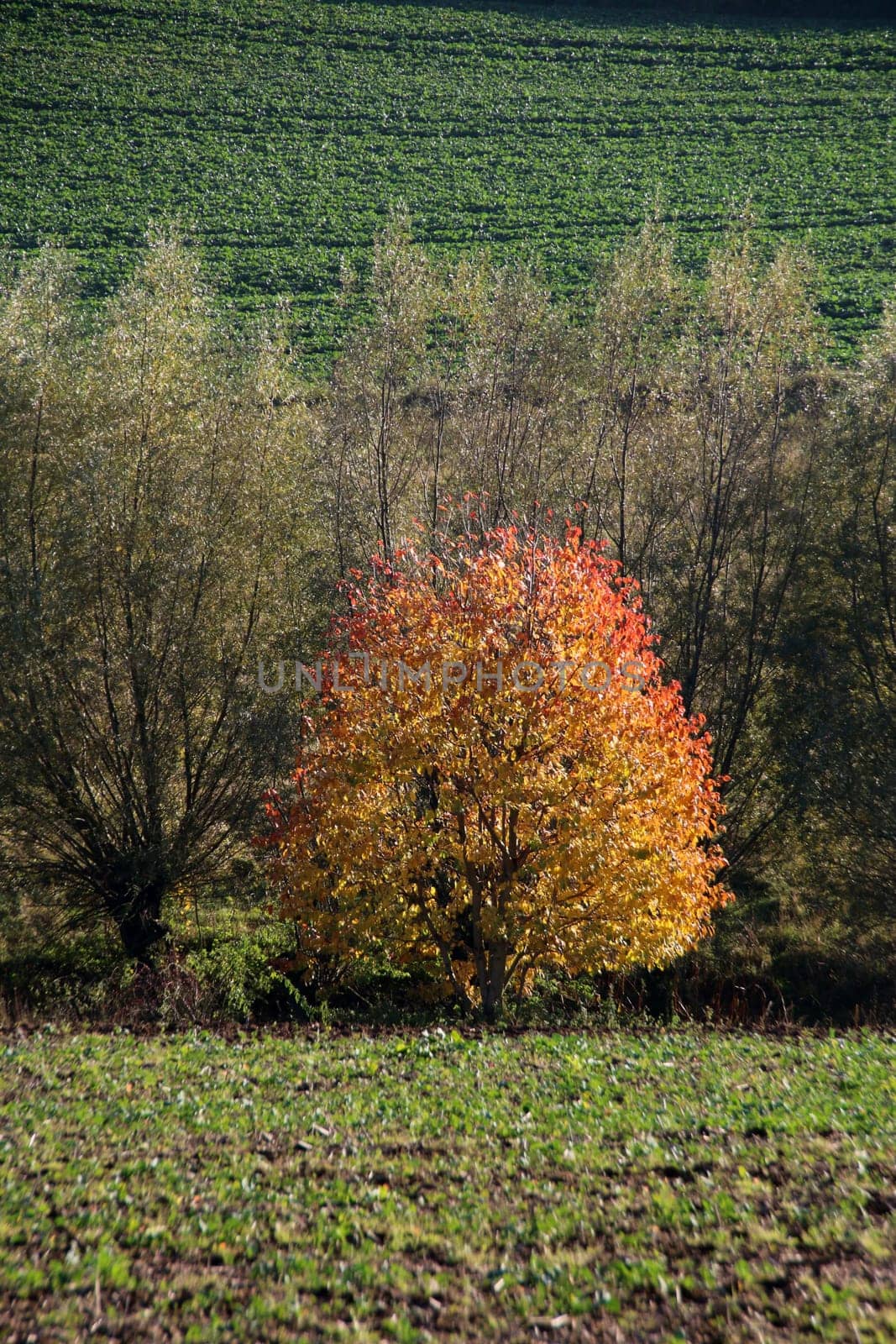 Autumnal landscape with tree