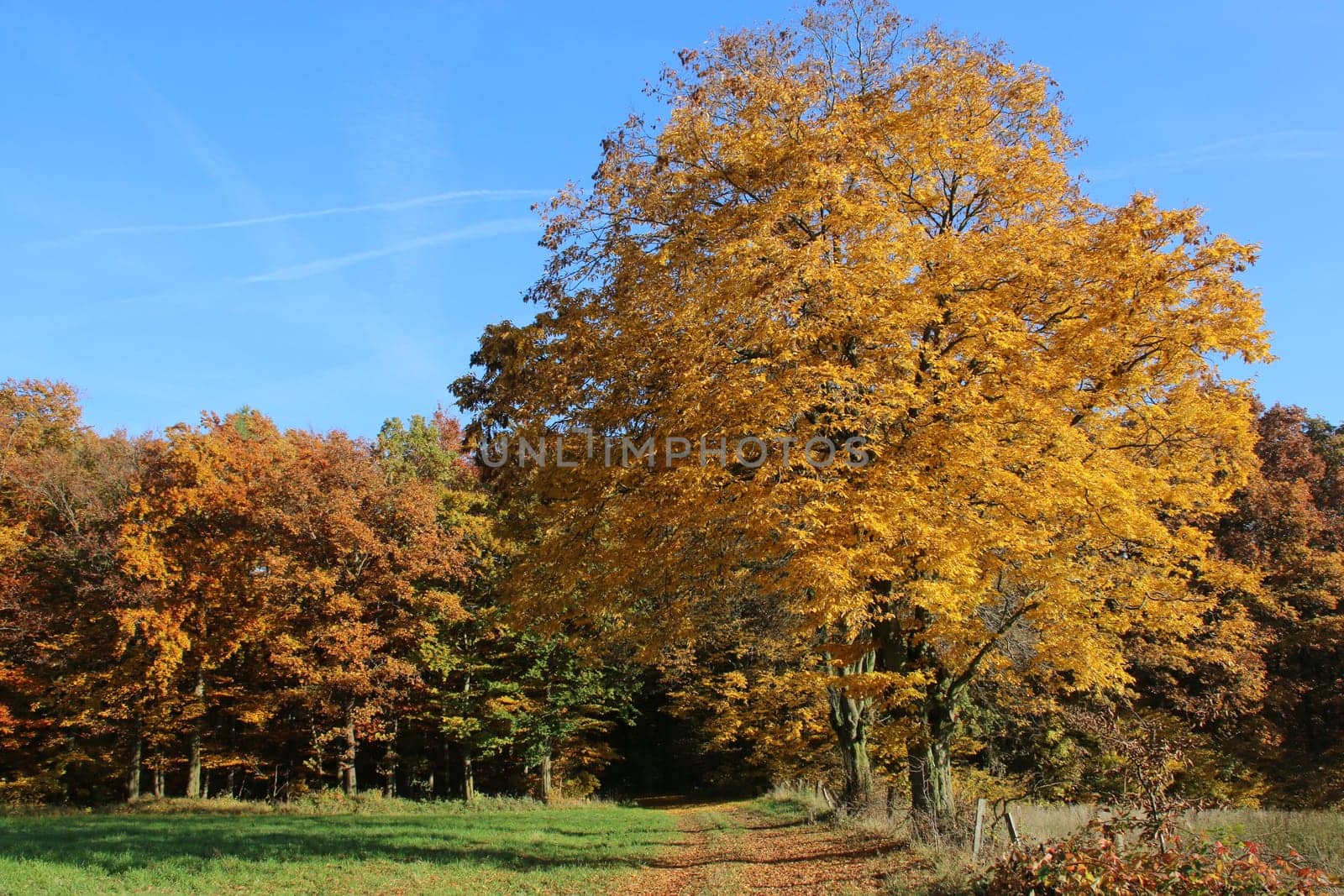 Autumnal landscape with tree