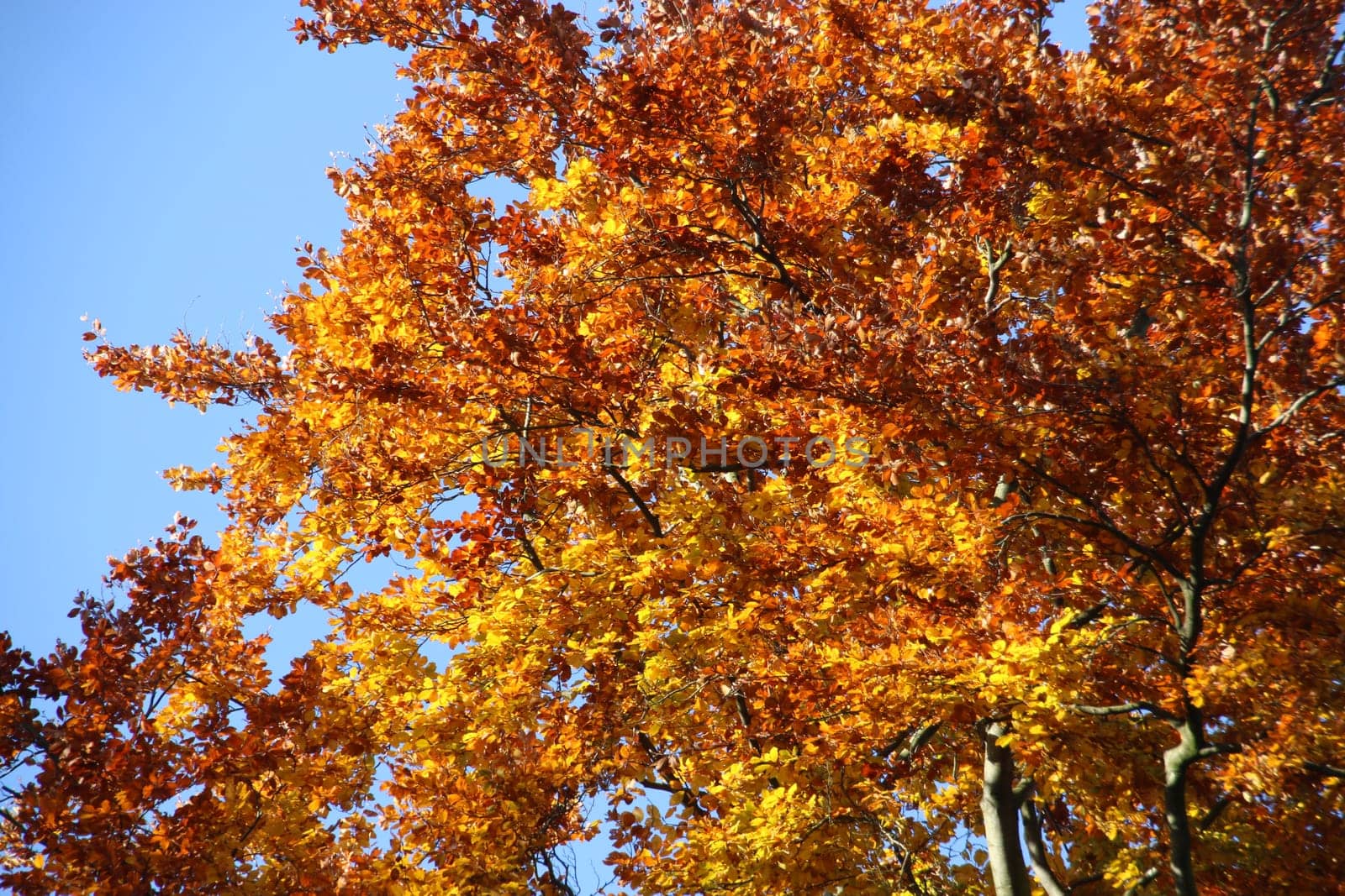 Autumn beech forest