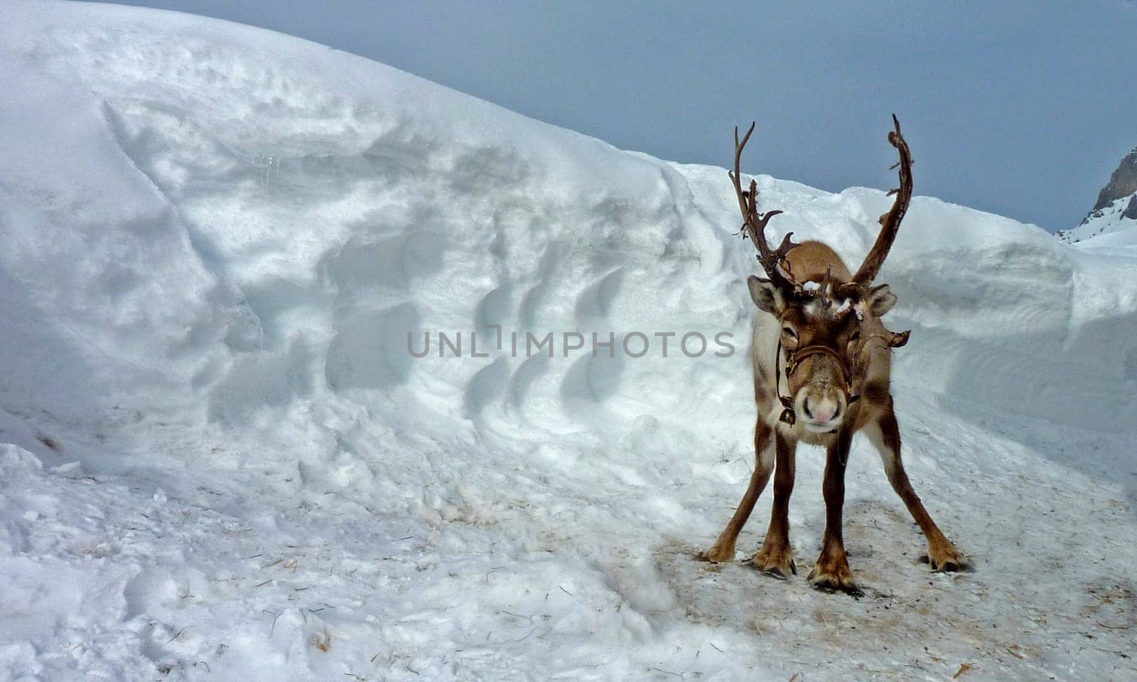Reindeer in the schn ee