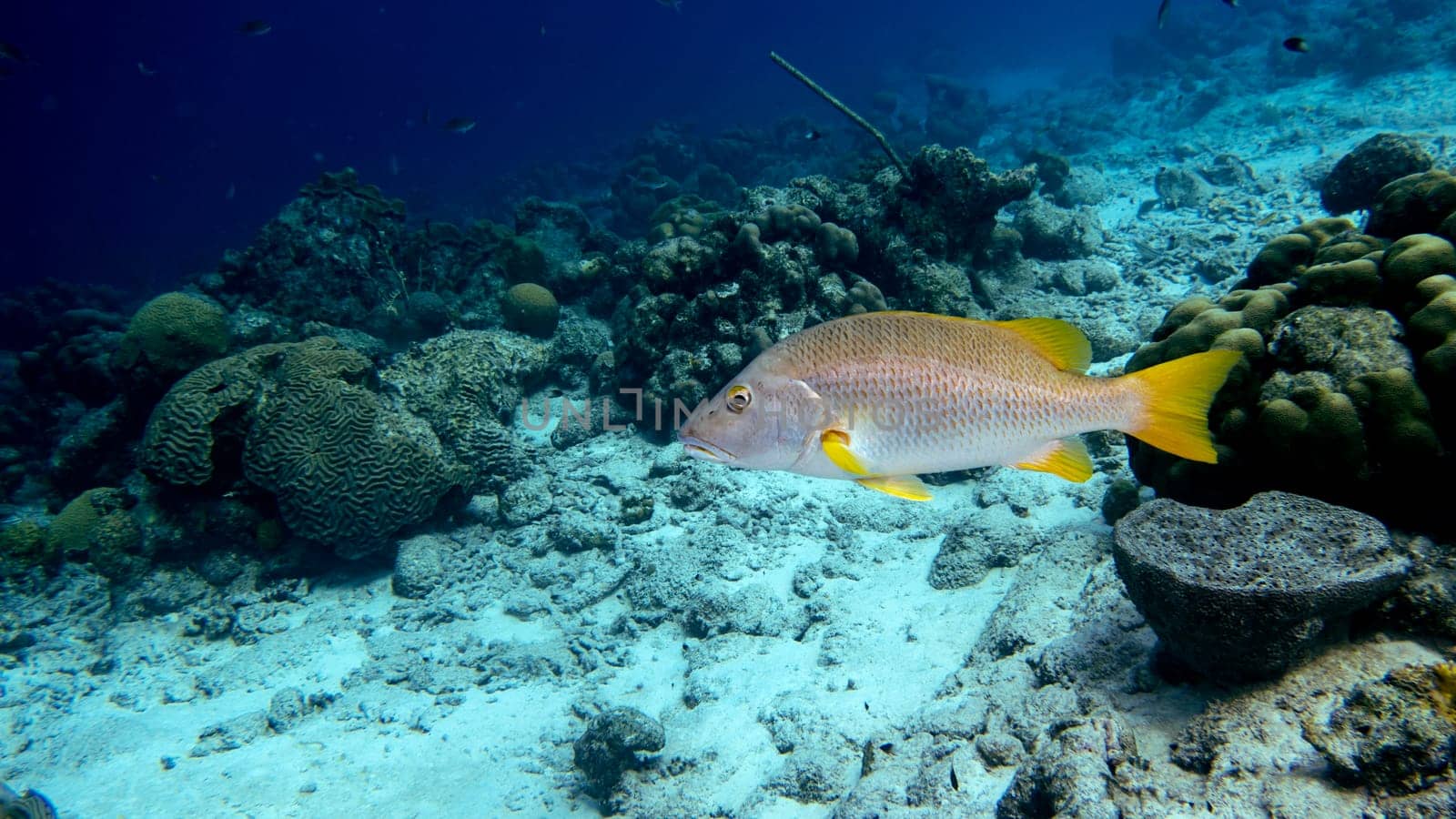 A Schoolmaster snapper swimming in the tropical blue waters of Bonaire in the Caribbean