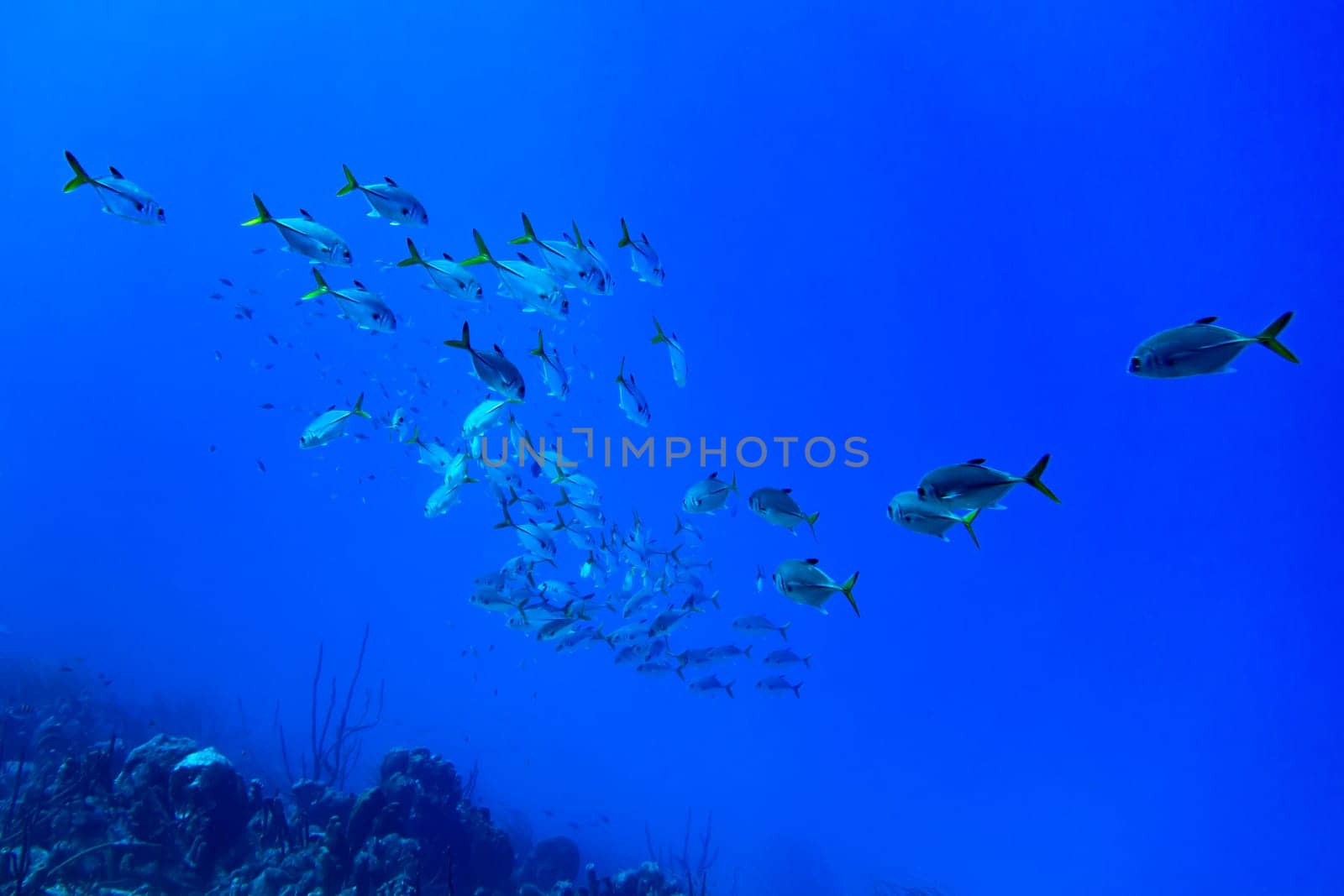 a school of Horse-eyed Jacks swimming in the blue waters of Bonaire in the Caribbean