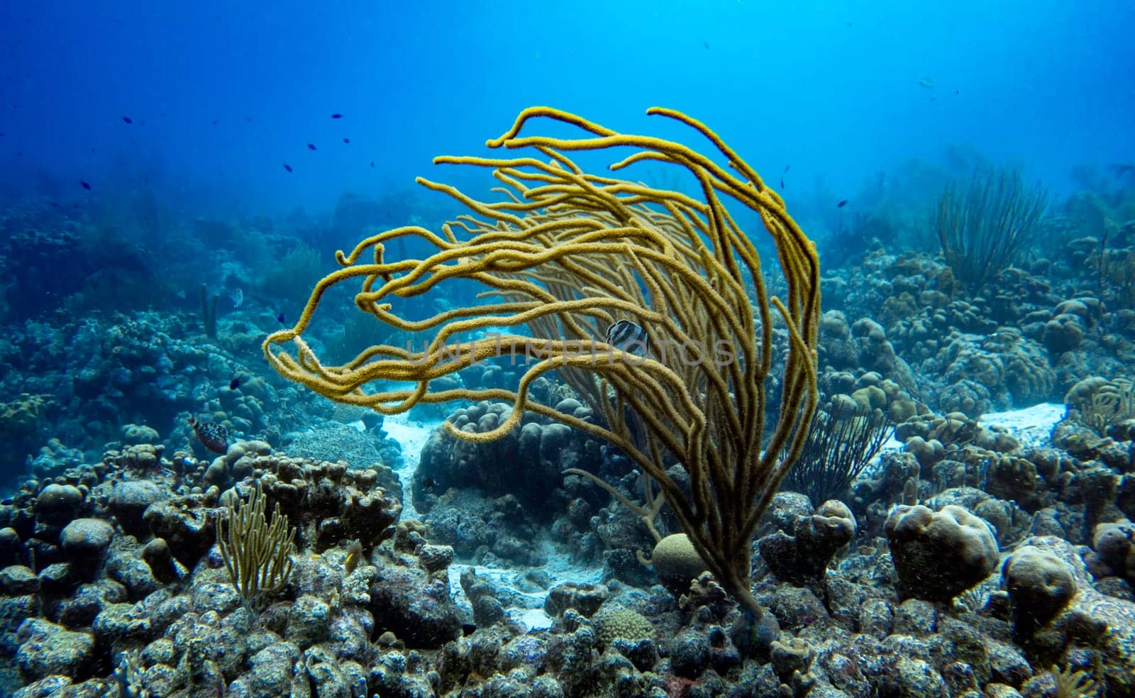 A soft coral with a Banded Butterflyfish in the tropical blue waters of Bonaire in the Caribbean